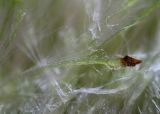 Typha latifolia. Женские цветки из верхней части соцветия. Ростовская обл., Неклиновский р-н, Троицкое с/п, дол. р. Миус. 09.06.2014.