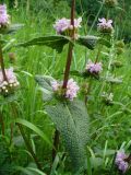 Phlomoides tuberosa. Средняя часть побега с соцветиями. Ставропольский край, г. Кисловодск, дорога на Малое Седло, на высоте около 1100 м н.у.м. , обочина тропинки (43°53′59,03″ с.ш., 42°45′17,09″ в.д.). 04.06.2014.