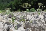Heracleum ligusticifolium. Цветущее и плодоносящее растение. Горный Крым, южный склон Чатырдага. 16 июня 2014 г.