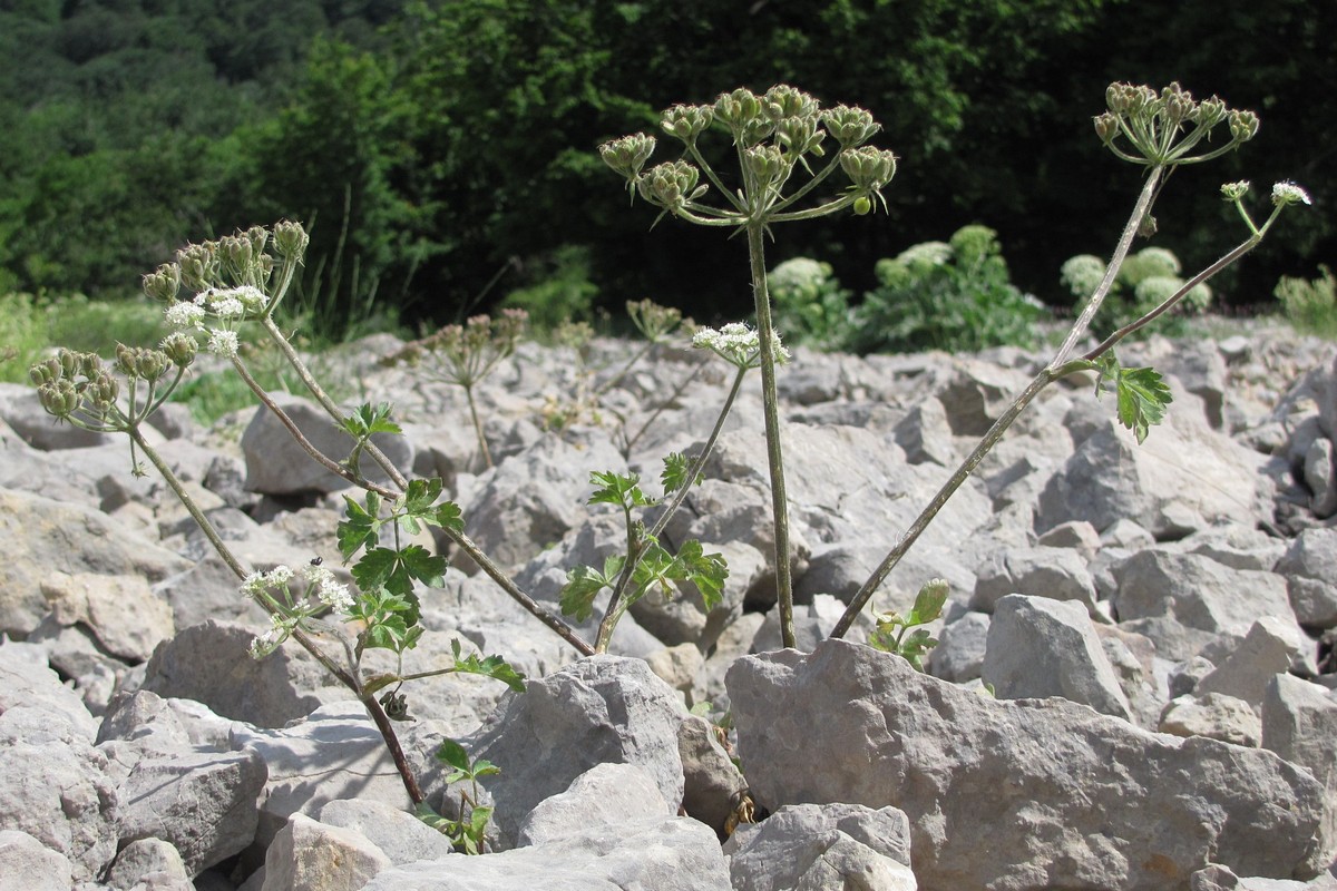 Изображение особи Heracleum ligusticifolium.