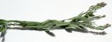 Image of taxon representative. Author is Эльвир Измайлов