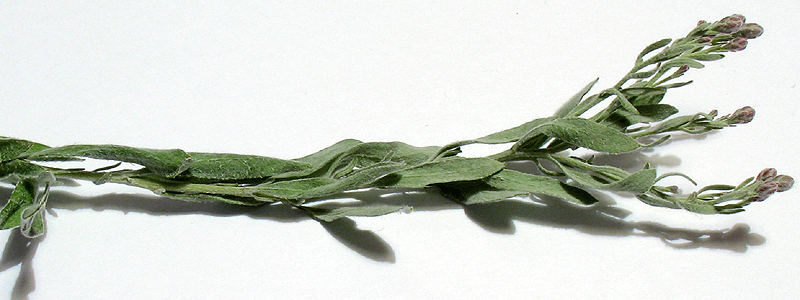Image of Galatella villosa specimen.