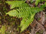 Blechnum spicant