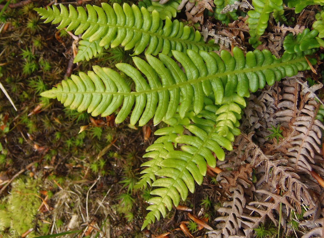 Image of Blechnum spicant specimen.