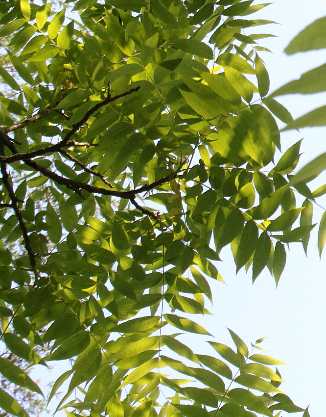 Image of Juglans microcarpa specimen.