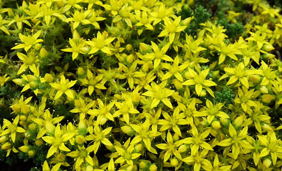 Image of Sedum acre specimen.