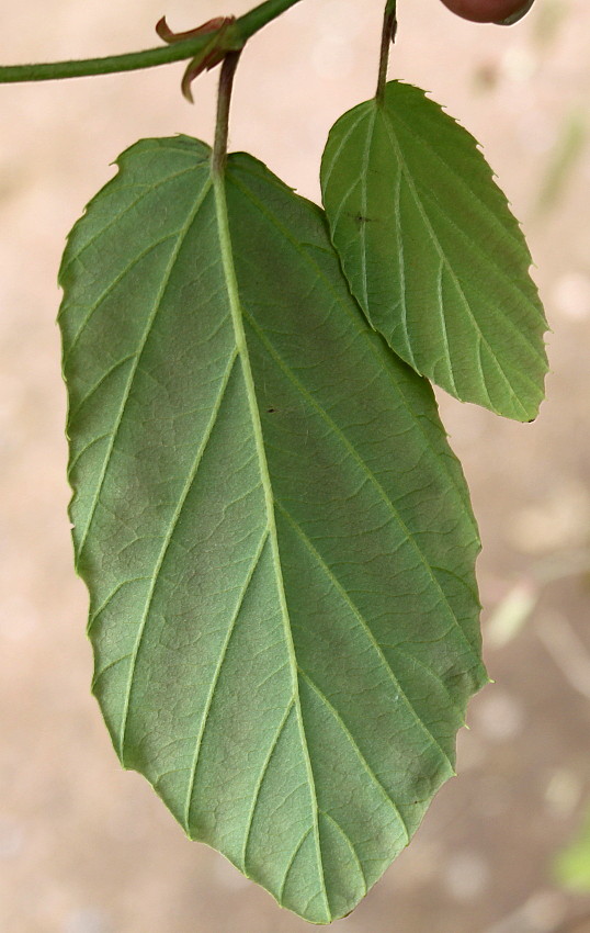 Изображение особи Corylopsis sinensis.