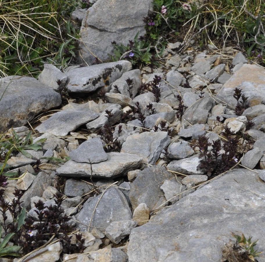 Image of Euphrasia salisburgensis specimen.