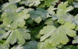 Geranium renardii. Листья в утренней росе. Германия, г. Дюссельдорф, Ботанический сад университета. 03.06.2014.