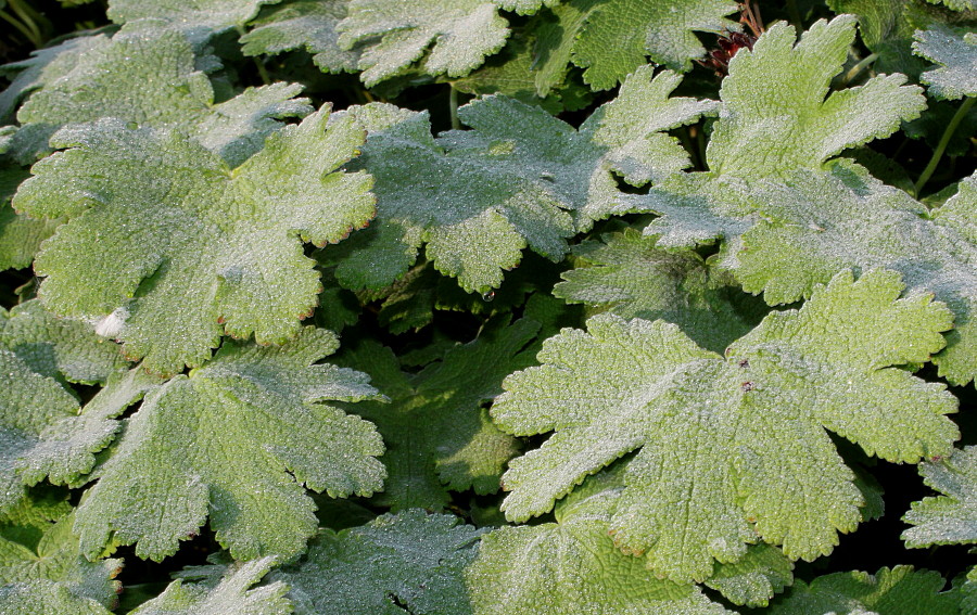 Изображение особи Geranium renardii.