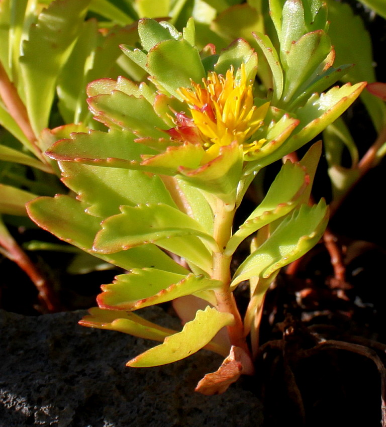 Image of Aizopsis kamtschatica specimen.