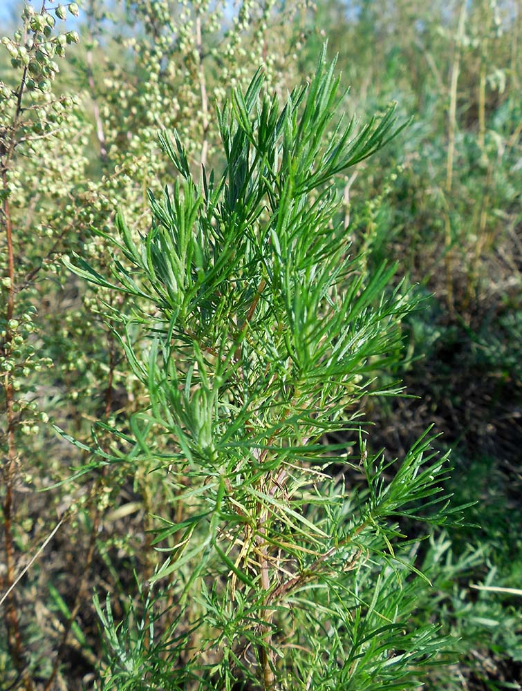 Image of genus Artemisia specimen.