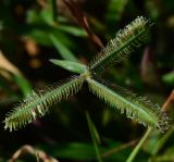Dactyloctenium aegyptium