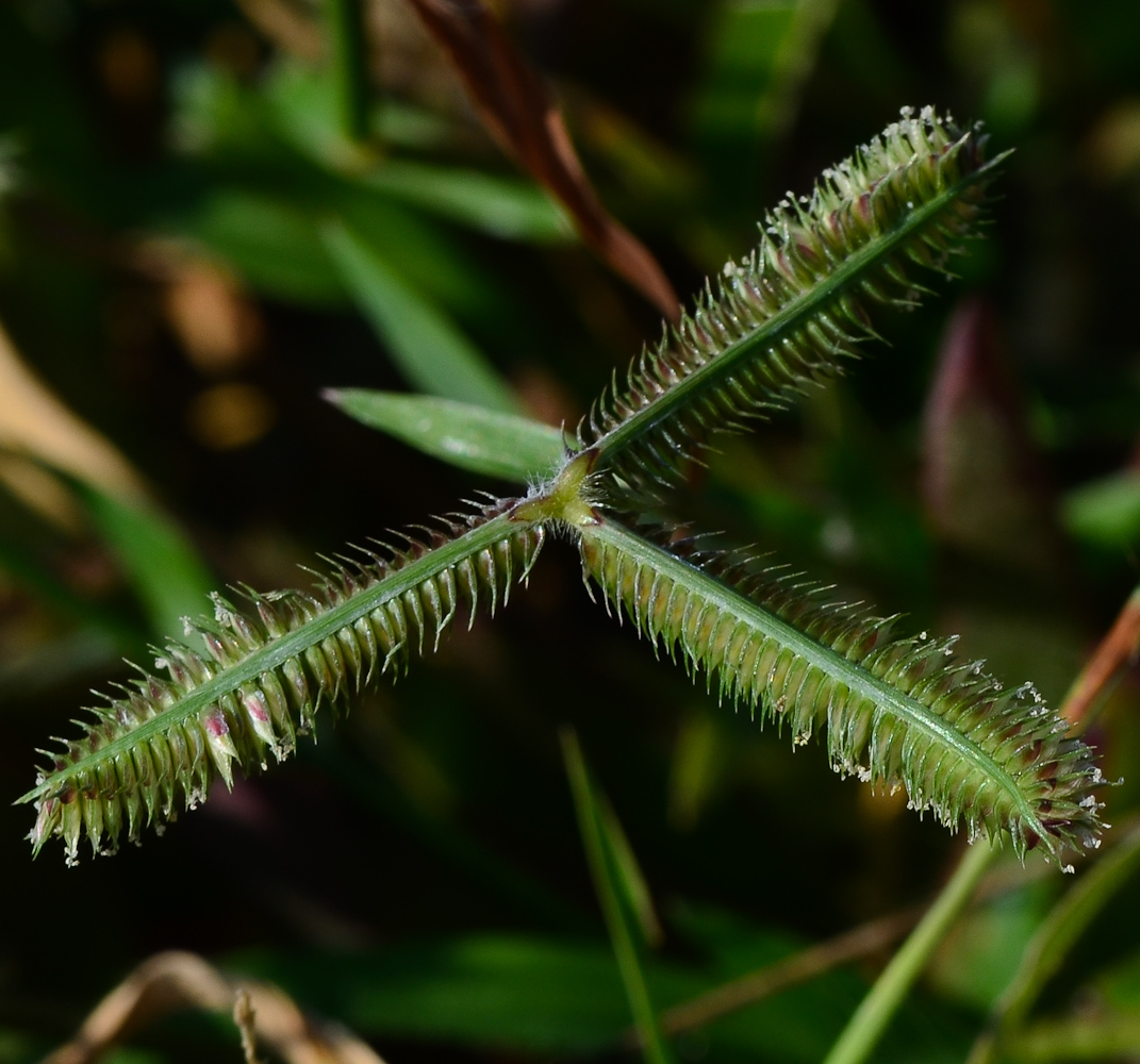 Изображение особи Dactyloctenium aegyptium.