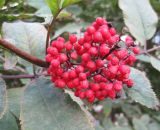 Sambucus racemosa. Зрелые плоды. С-Петербург, 21 сентября 2008 г.