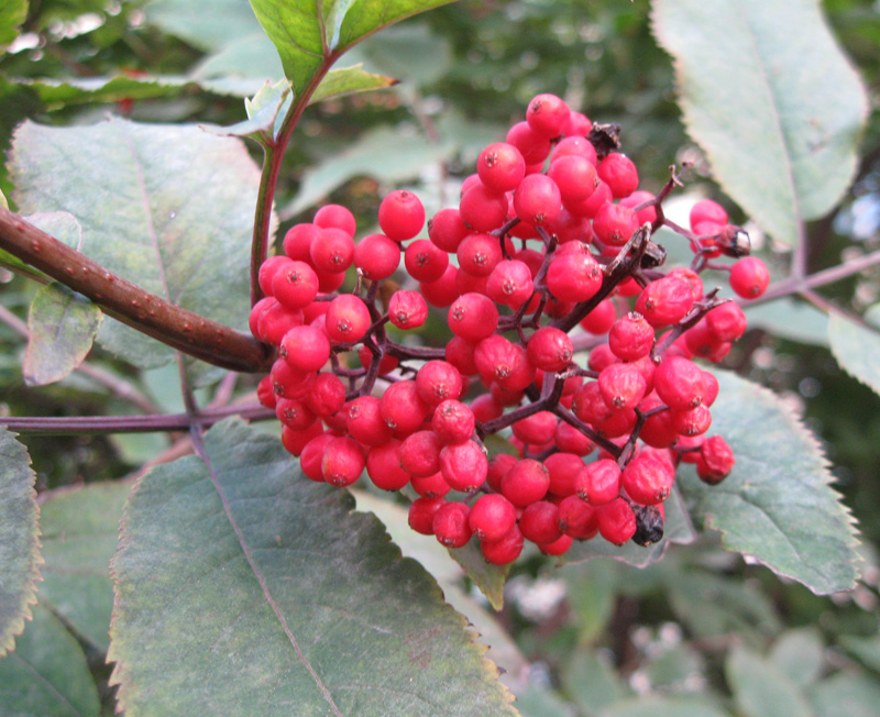 Изображение особи Sambucus racemosa.