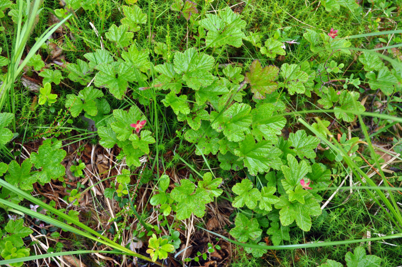 Изображение особи Rubus chamaemorus.