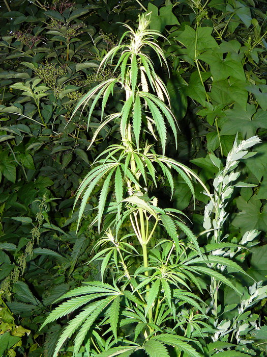Image of Cannabis sativa specimen.
