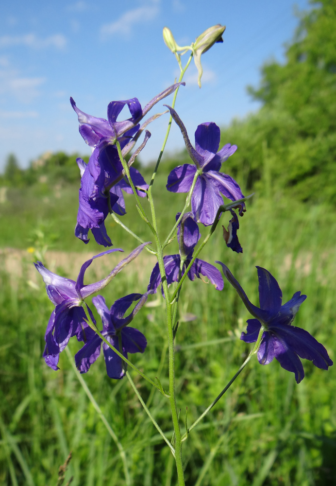 Image of Delphinium consolida specimen.