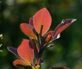 Berberis form atropurpurea