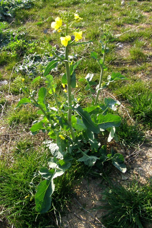 Изображение особи Brassica napus.