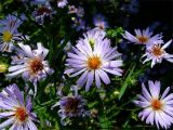 Symphyotrichum novi-belgii