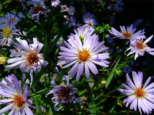 Image of Symphyotrichum novi-belgii specimen.