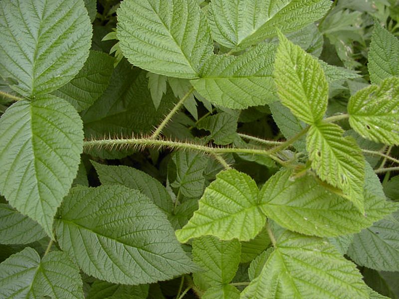 Image of Rubus komarovii specimen.