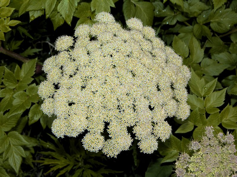 Изображение особи Coelopleurum gmelinii.