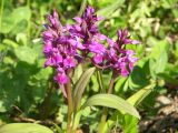 Dactylorhiza aristata. Соцветия. Камчатский край, Елизовский р-н, долина р. Авача, южный склон, луг. 03.06.2008.