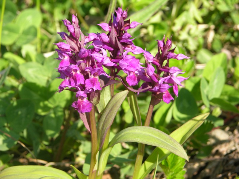 Image of Dactylorhiza aristata specimen.