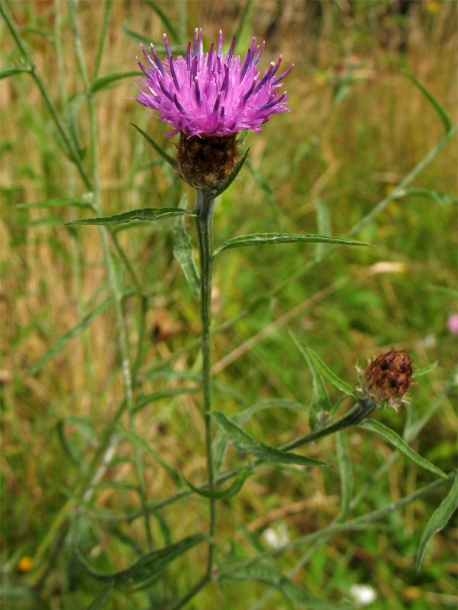 Изображение особи род Centaurea.