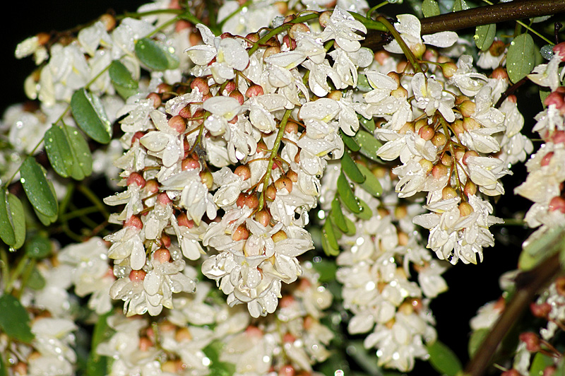 Image of Robinia pseudoacacia specimen.