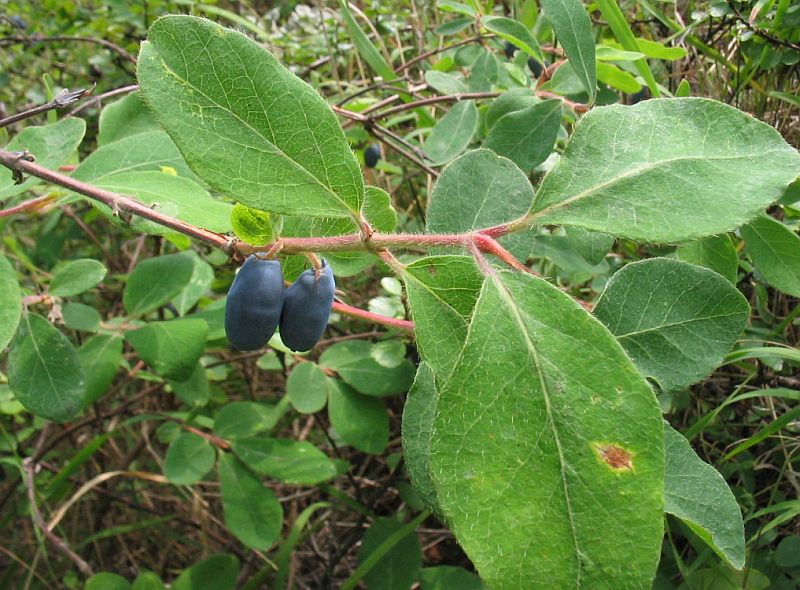 Изображение особи Lonicera pallasii.