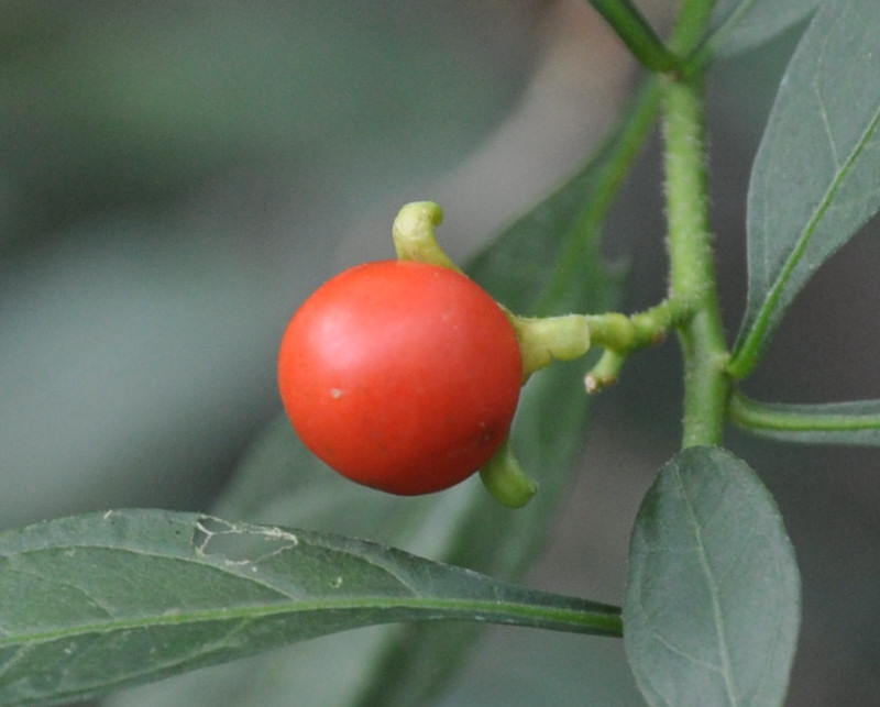 Image of Solanum pseudocapsicum specimen.