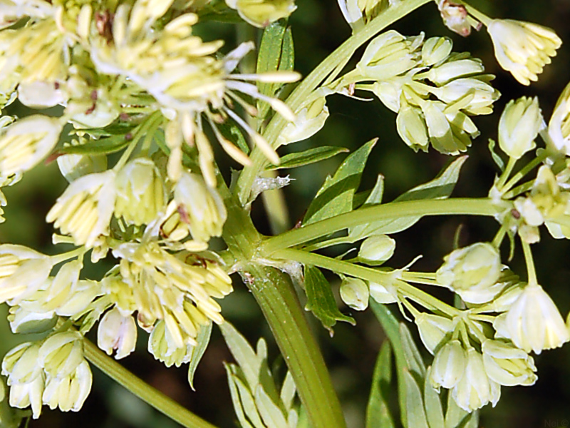 Image of Thalictrum flavum specimen.