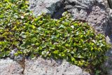 Salix herbacea. Плодоносящее растение. Мурманская обл., Кольский р-н, окр. пос. Дальние Зеленцы, скалистый берег Баренцева моря. 21.06.2015.