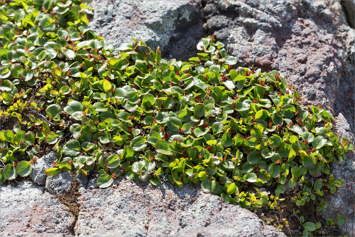 Изображение особи Salix herbacea.