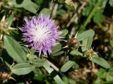 Centaurea iberica. Верхушки побегов с соцветием и бутонами. Кыргызстан, Чуйская обол., с. Восток, между кладбищем и водоемом. 11.09.2015.