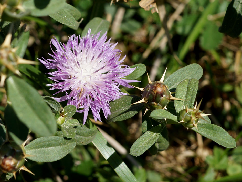 Image of Centaurea iberica specimen.