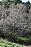 Betula tianschanica