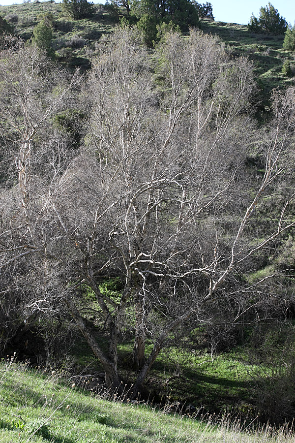 Изображение особи Betula tianschanica.