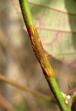 Rubus sanctus