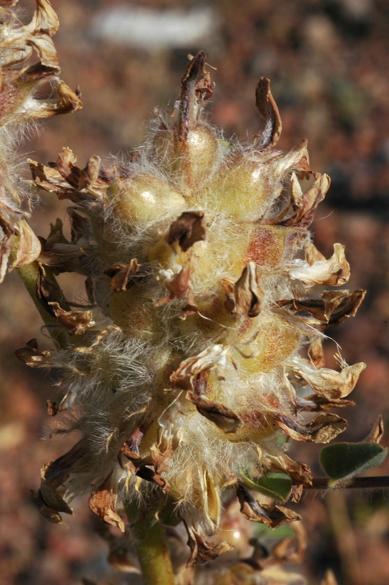 Изображение особи Astragalus vulpinus.