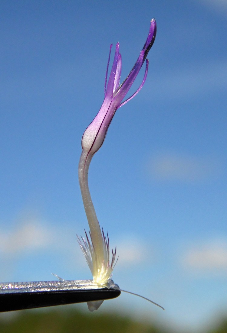 Image of Centaurea scabiosa specimen.
