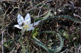 Ornithogalum fimbriatum. Цветущее растение в петрофитной степи с кормящейся личинкой кузнечика. Крым, Севастополь, Караньское плато. 20.03.2015.