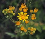 Senecio jacobaea. Верхушка растения с раскрывшимся и нераскрывшимися соцветиями (вид сверху). Владимирская обл., Ковровский р-н, окр. дер. Митино, лесная вырубка 04.07.2015.