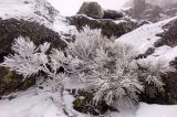 Pinus sibirica. Растение в снежных кристаллах. Северный Урал, гора Серебрянка, верховое плато, 4 ноября 2013 г.