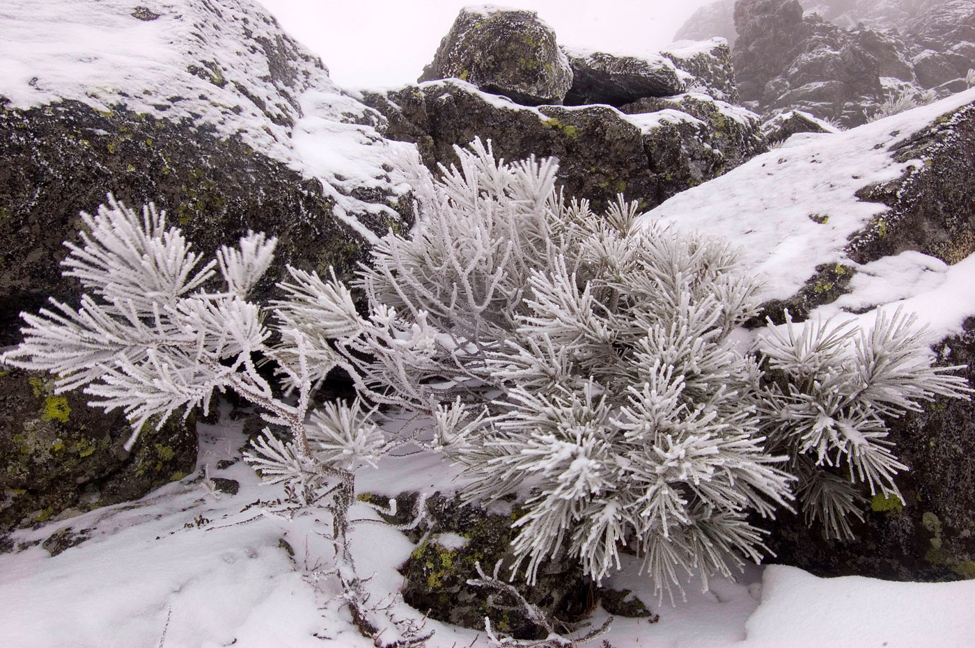 Изображение особи Pinus sibirica.