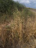 Agropyron fragile